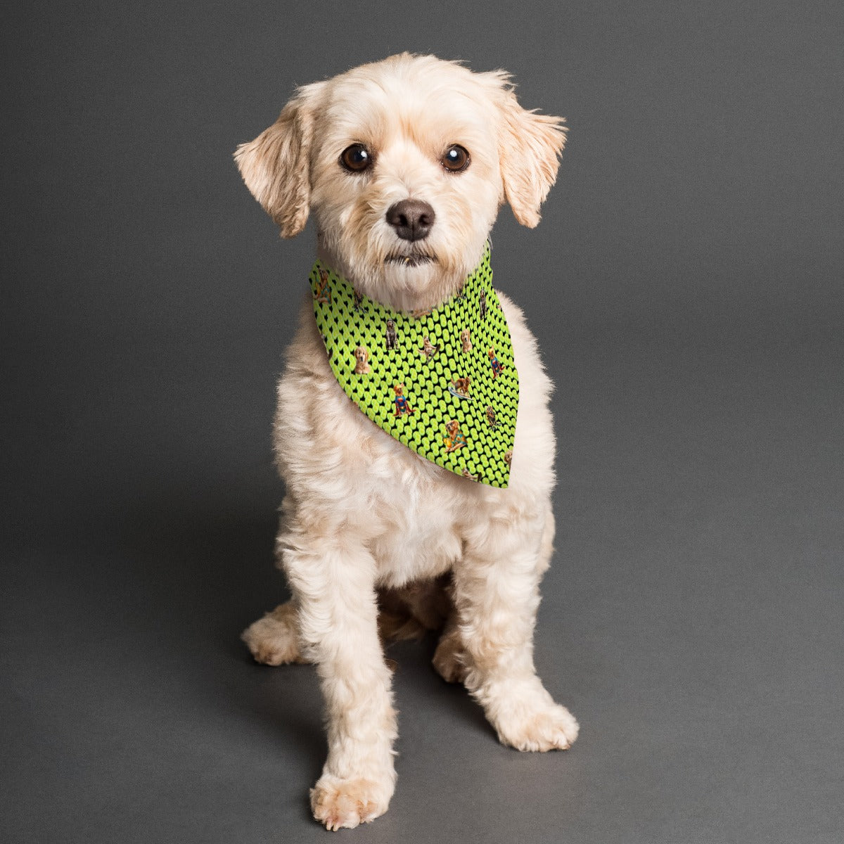 Golden Boy Bandana